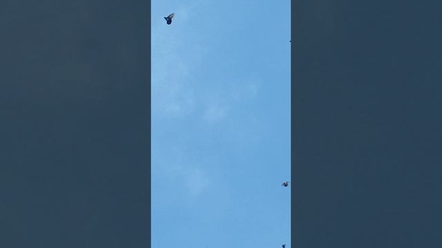 Николаевские голуби!!!! смотреть онлайн