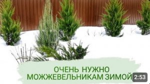 ОЧЕНЬ НУЖНО МОЖЖЕВЕЛЬНИКАМ ЗИМОЙ! 25.01.2024г.