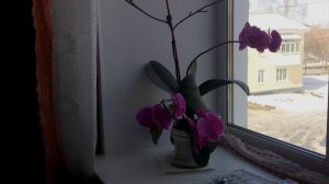 Невеста Христова