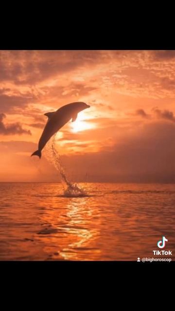 Улыбчивые Дельфины 🐬 #Астрология #гороскоп #козерог #кабан смотреть онлайн