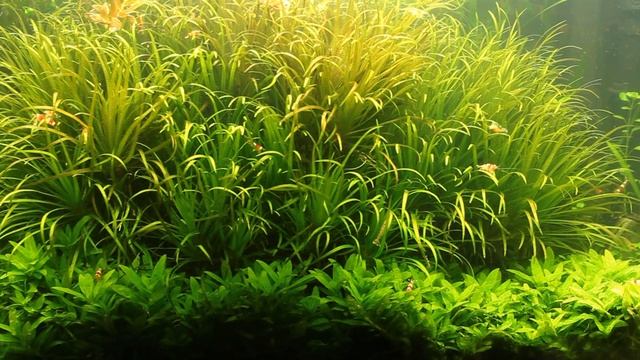 Planted Crystal Red Shrimp Aquarium HD смотреть онлайн