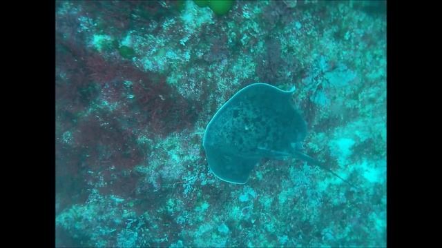 Smit adventures diving on Protea Banks смотреть онлайн