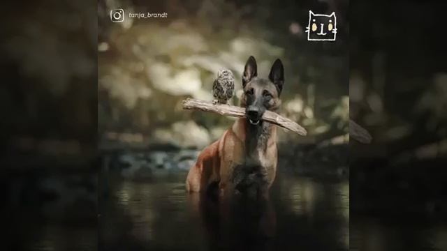 Пёс Инго и маленький совёнок    :)))))))) смотреть онлайн