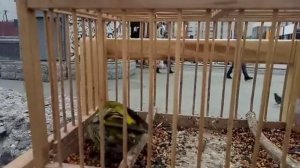 Чижик с желтой шапочкой