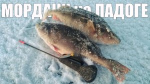 Окунь на Ладоге - Поиск Мордачей. Ловля на самодельные блёсны