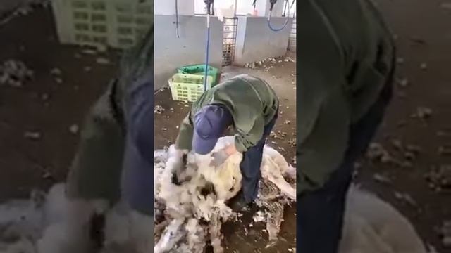 Shearing shed equipped with 60 Beiyuan shearing machines