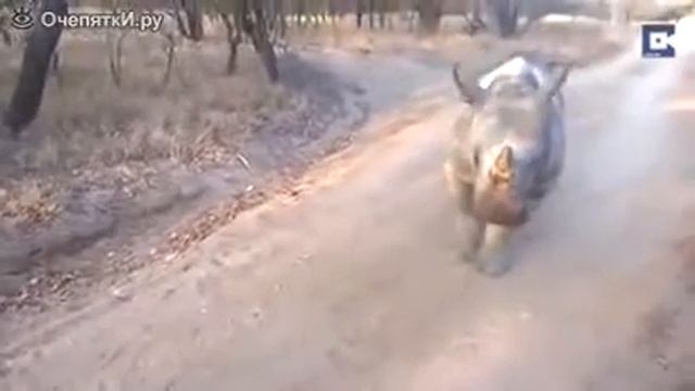 Носорог копирует барашку ) смешно! смотреть онлайн