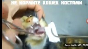 Куки умер