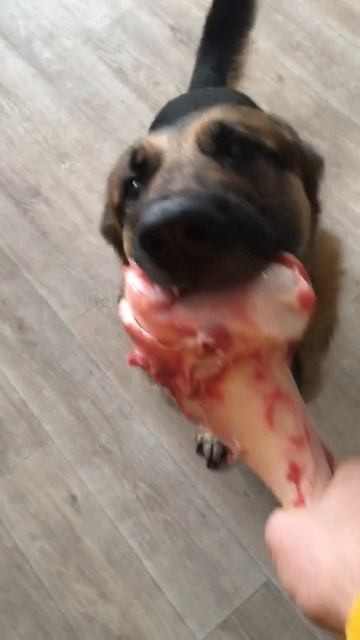 Аксель любитель мослы погрызть, немецкая овчарка смотреть онлайн