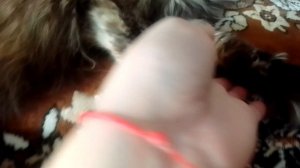 🐾Лапки мохнатки
