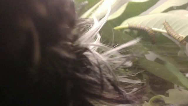 Voici nos premières chenilles Monarque de l'été 2019 ! смотреть онлайн