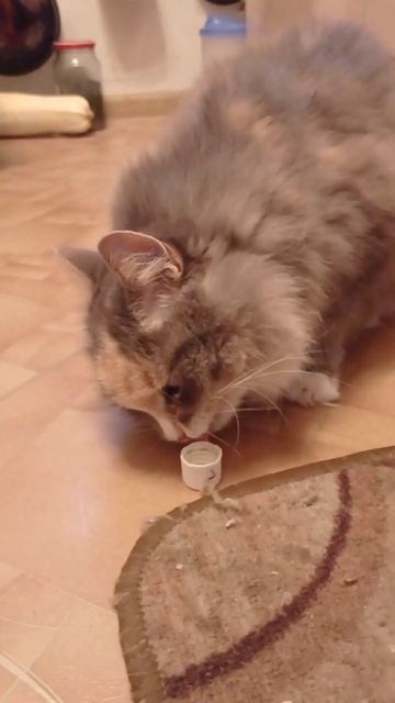 под валерьянкой 🤪 #котикиправятмиром #смешныевидео #кошки #смешныеживотные #кошкаподвалерьянкой