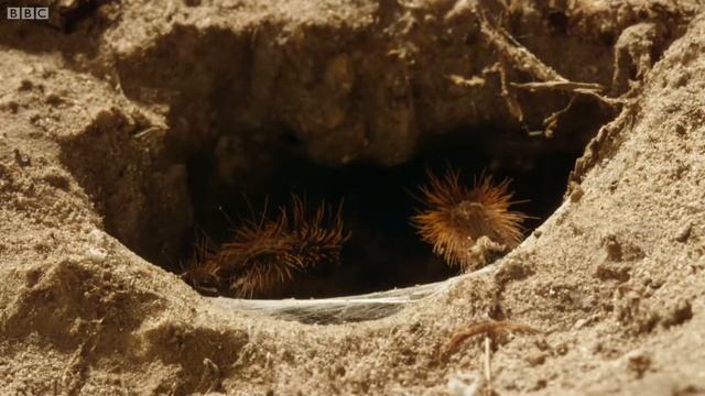 Tarantula Mating don't lose your head! Wild Patagonia BBC Earth смотреть онлайн