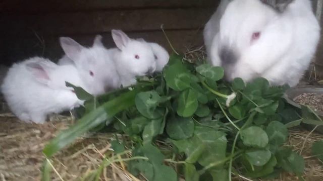 Сочные корма для кроликов. Немного утяток смотреть онлайн