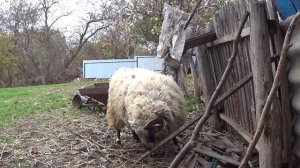 удар барана,атака \ ram is trinated attack