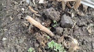 Корейские хризантемы после суровой зимы. Три удачных варианта зимовки хризантем.