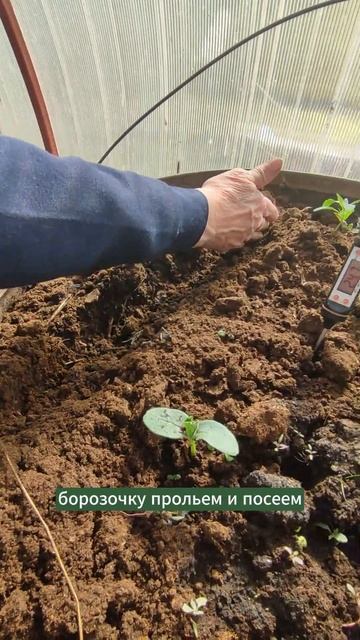 Быстрые всходы тыквы и кабачков. #мульчирование #огород #природноеземледелие