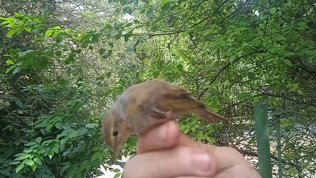 Пеночка теньковка