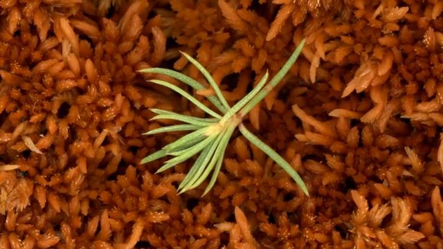 Sphagnum moss (Sphagnum sp.) смотреть онлайн