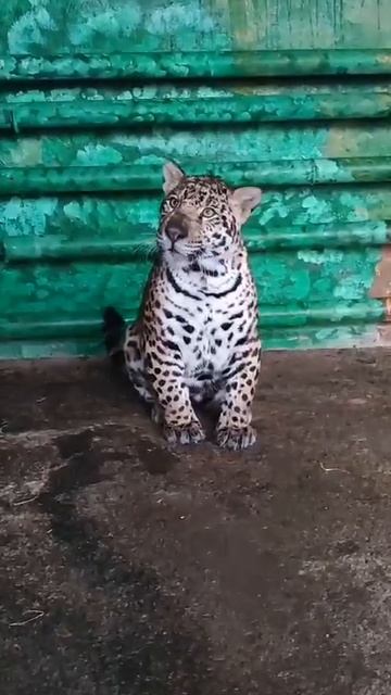 детёныш ягуара  Лейса в липецком зоопарке.mp4