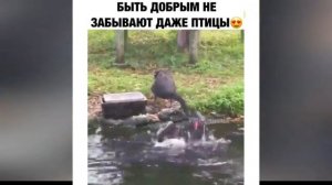 Приколы с животными. Смешные наши друзья😂🐶😹🥰😂