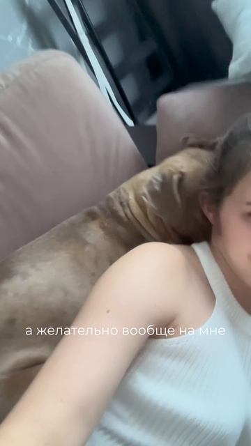 Ваши питомцы чувствовали малыша? смотреть онлайн