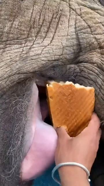 Feeding the hungry elephant ! #shortsvideo смотреть онлайн