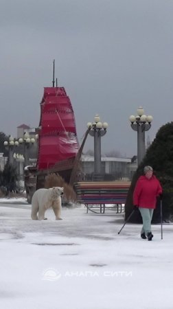 Анапа. Медведь, бродит😂. В России обычное дело - какие морозы без медведей🤣