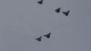 Николаевские высоколетные голуби Запорожья-ЦЕНТР.wmv