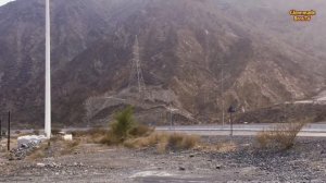 A group of Camels in Kalba, UAE | Living endangered species in Desert | Wildlife