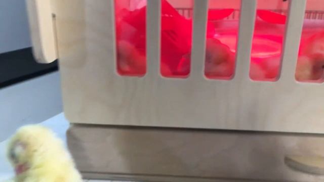 Ферма для цыплят! смотреть онлайн