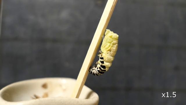 キアゲハ蛹化 смотреть онлайн