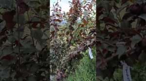 слива Приморочка