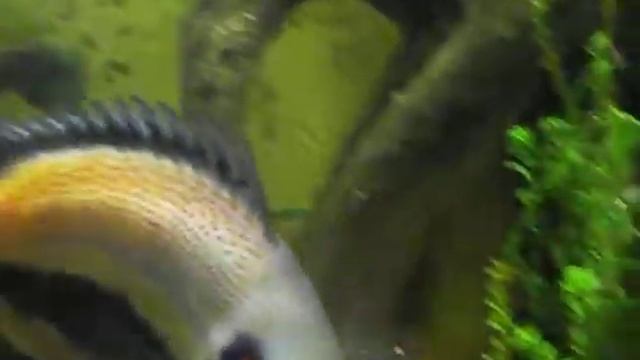 Атаки смотреть онлайн