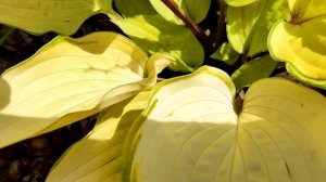 Хоста «Paradise Island» в мае