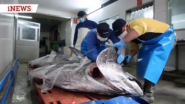 L-ewwel qabda Tonn lesta ghall-esportazzjoni смотреть онлайн