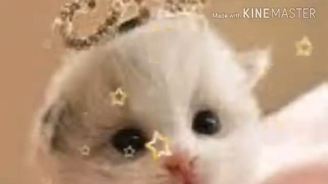Модные кошки 😘