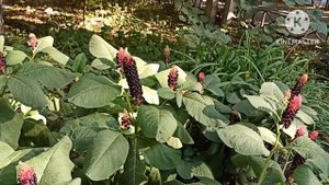 Ольга Брендовна.Юля похоже съездила в штаты безрезультатно.Почти месяц в СФ,никого не нашла