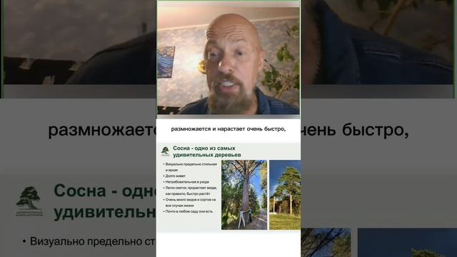 Сосна - одно из самых удивительных деревьев!
