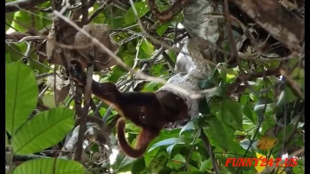 Python vs. King Cobra vs. Snake vs. Monkey Real Fighting смотреть онлайн