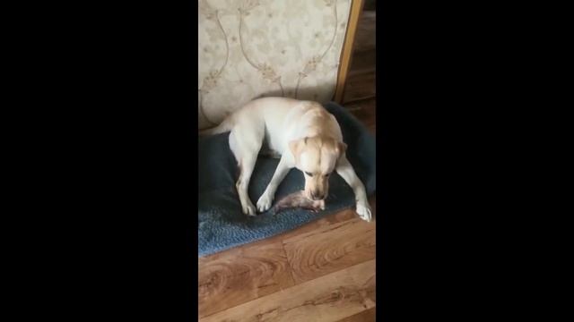 Семья Джесси🐶 #лабрадор #labradorretriever #собака #лабрадорретривер #щенки_ютуб