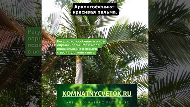 Архонтофеникс
