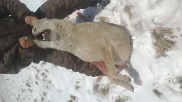 охота на волка хпюк 2013 год-005 смотреть онлайн