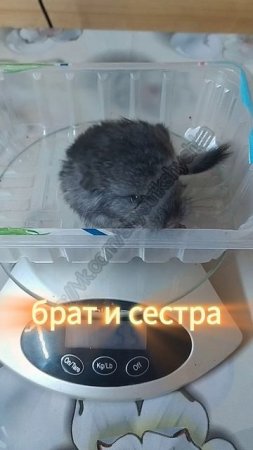 РОДИЛИСЬ МАЛЫШИ ШИНШИЛЛЫ|ПЕРВОЕ ВЗВЕШИВАНИЕ