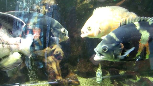 ЗООПАРК Диана