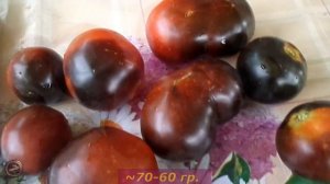 томат УГОЛЁК