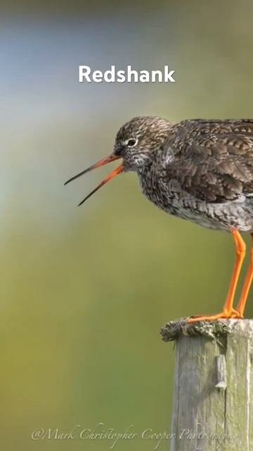 Melodious Redshank Serenading From A Perch #wildlifefilmmaker #photography #wildlife смотреть онлайн