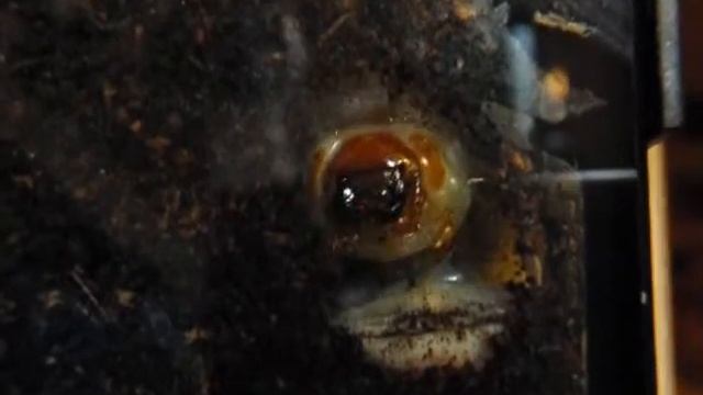 Flower Beetle Pupation...Day 1 смотреть онлайн