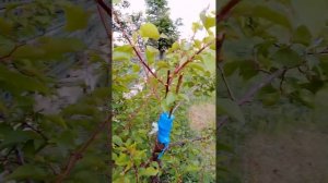 Прививка абрикоса на дичку, огромная благодарность за уроки каналу @zemlyak  .