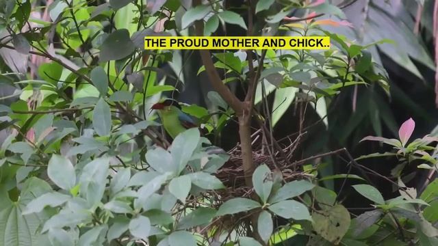 Gift of nature, Common Green Magpie giving birth. смотреть онлайн